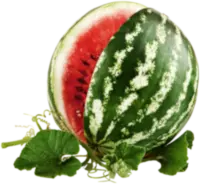 Citrullus lanatus